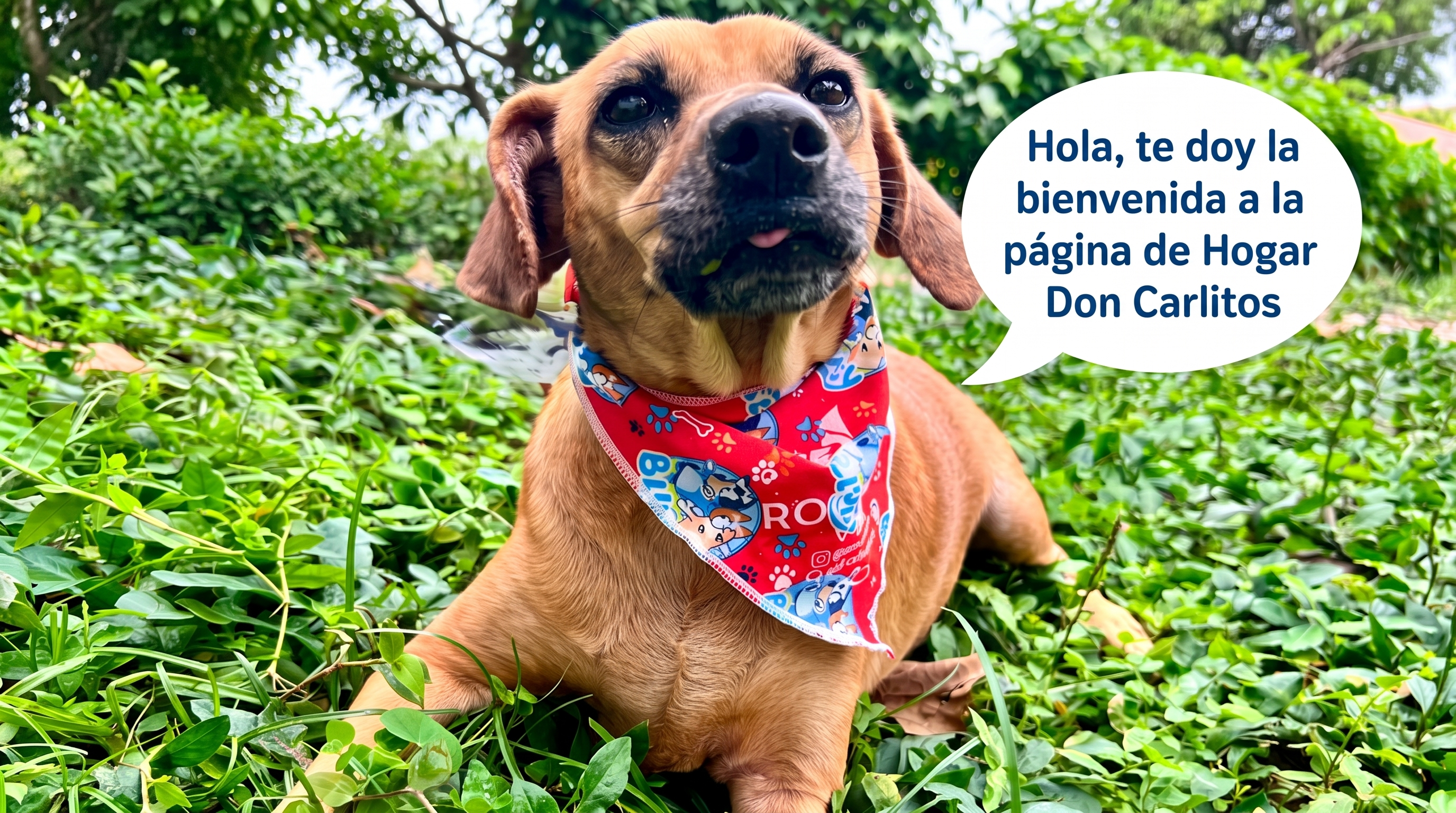Perrita de bienvenida