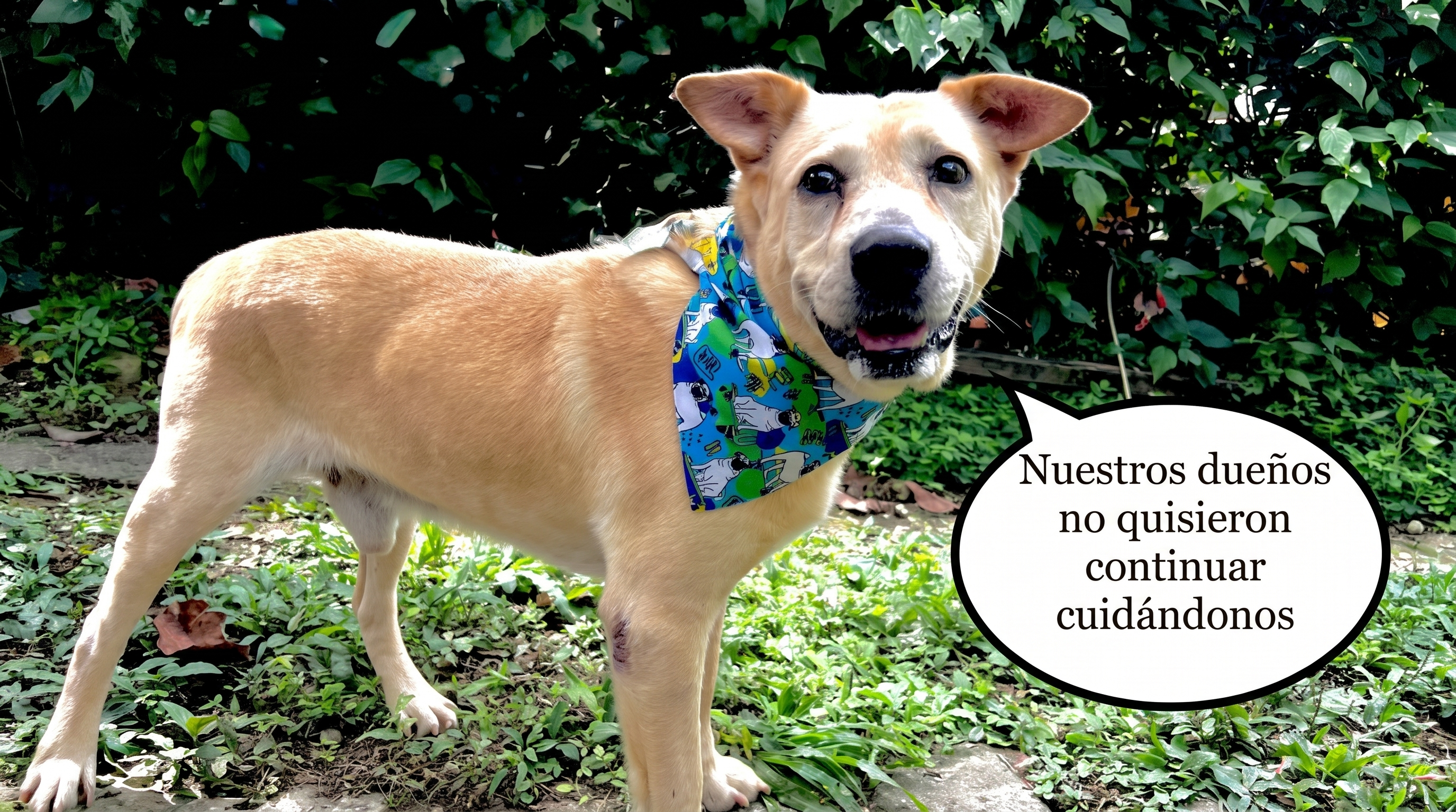 Perrito rescatado