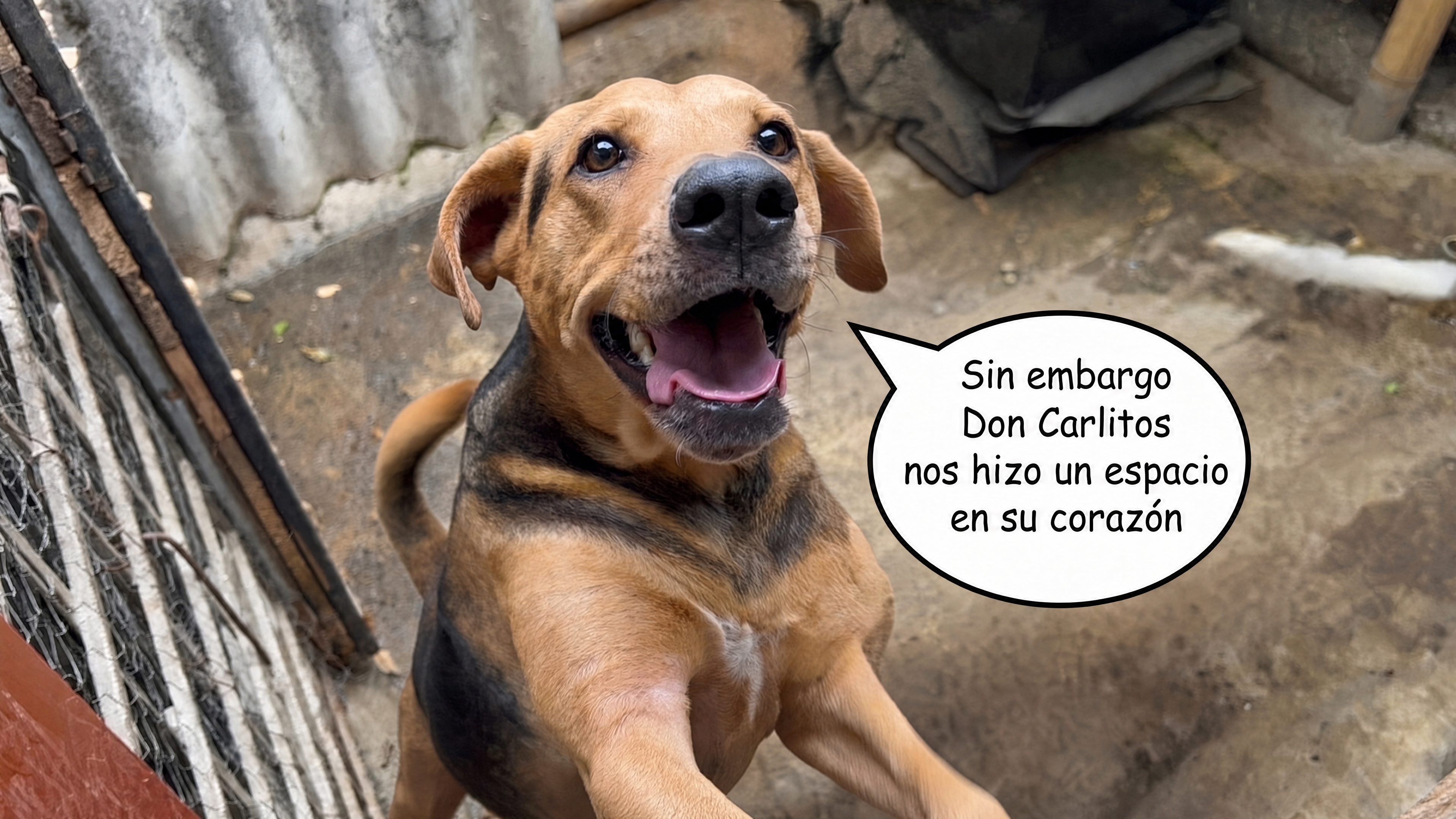 Perro sonriendo