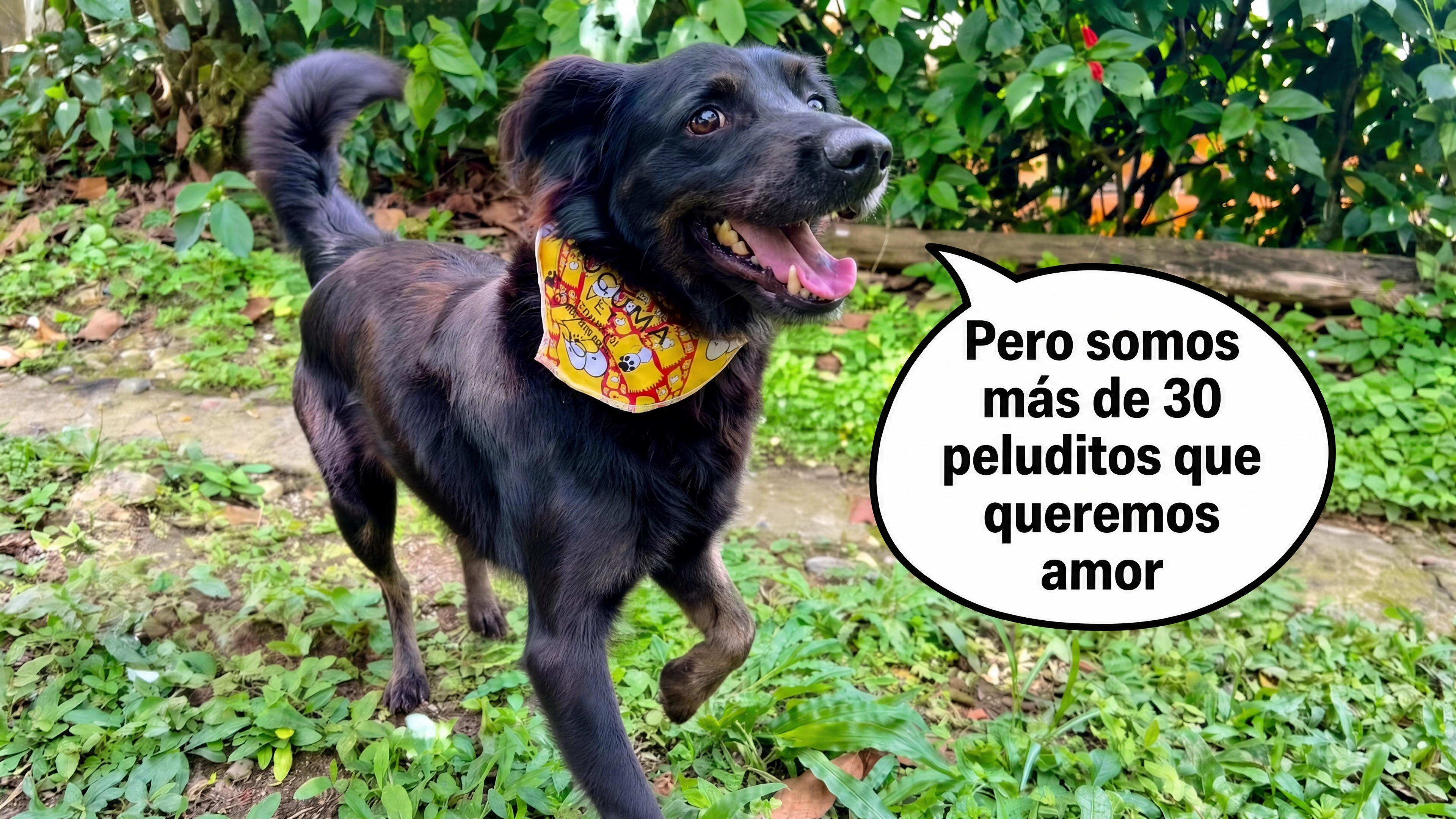 Perro negro feliz